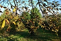 San damiano d'Asti - Colori d'autunno 2009_44